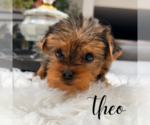 Small #4 Yorkshire Terrier