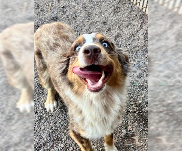 Medium Photo #2 Australian Shepherd-Unknown Mix Puppy For Sale in Webster, WI, USA