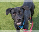 Small #1 Labrador Retriever Mix