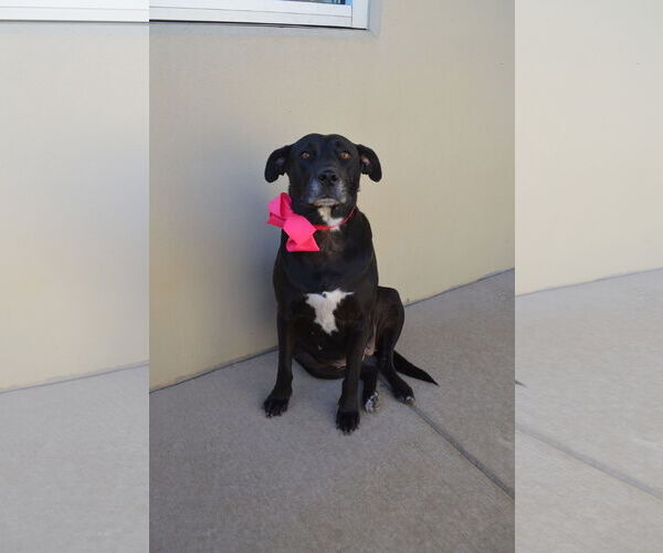 Medium Photo #3 Labrador Retriever-Unknown Mix Puppy For Sale in McKinney, TX, USA