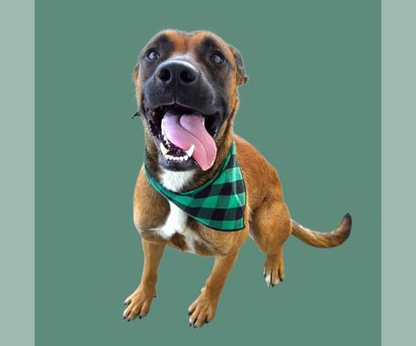 Medium Photo #1 Mutt Puppy For Sale in Bakersfield, CA, USA