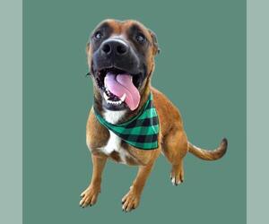 Mutt Dogs for adoption in Bakersfield, CA, USA