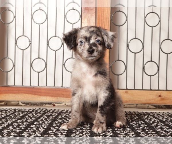 Medium Photo #2 Aussiedoodle Toy Puppy For Sale in NAPLES, FL, USA