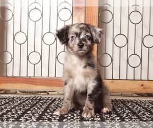 Medium Aussiedoodle Toy