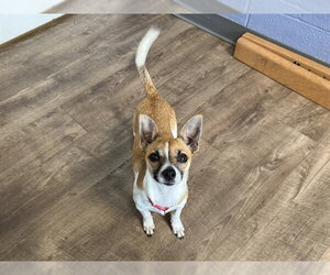 Chihuahua Dogs for adoption in Aurora, IL, USA