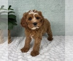 Small #2 Cavapoo
