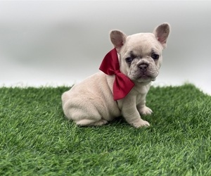 French Bulldog Puppy for sale in ANNAPOLIS, MD, USA