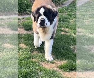 Mother of the Saint Bernard puppies born on 03/05/2025