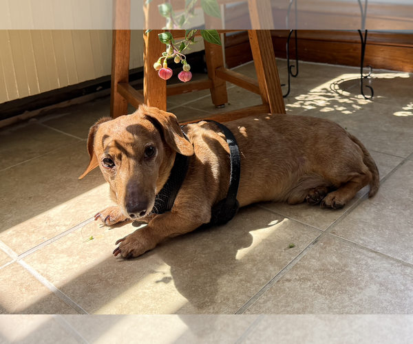 Medium Photo #4 Dachshund Puppy For Sale in Fruitland, SC, USA