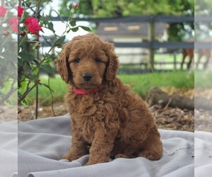 Labradoodle-Poodle (Miniature) Mix Puppy for sale in GORDONVILLE, PA, USA