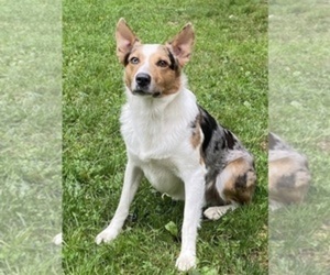 Father of the Texas Heeler puppies born on 08/20/2025