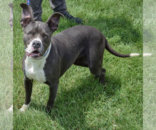 Medium Photo #3 American Staffordshire Terrier-Boxer Mix Puppy For Sale in Huntley, IL, USA