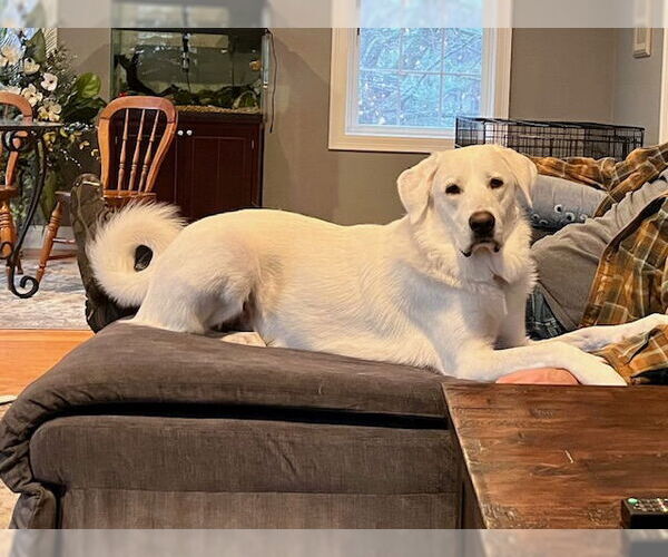 Medium Photo #3 Anatolian Pyrenees Puppy For Sale in Croydon, NH, USA