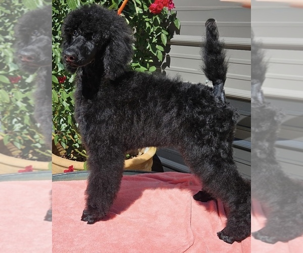 Medium Photo #2 Poodle (Standard) Puppy For Sale in OKEECHOBEE, FL, USA