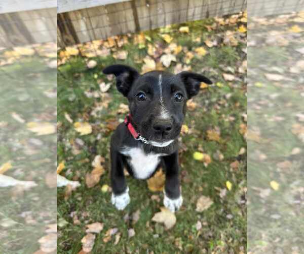 Medium Photo #2 Mutt Puppy For Sale in Shelburne, VT, USA