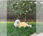 Small #6 Great Pyrenees