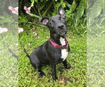 Small #4 American Staffordshire Terrier Mix