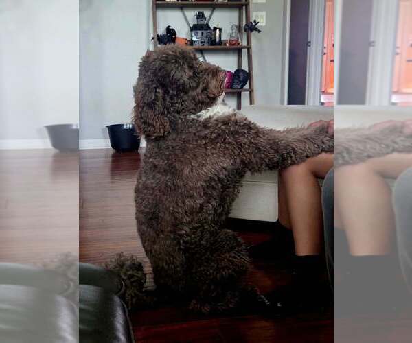 Medium Photo #1 Portuguese Water Dog Puppy For Sale in WYLIE, TX, USA
