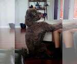 Small Photo #1 Portuguese Water Dog Puppy For Sale in WYLIE, TX, USA