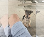 Small #5 Mutt