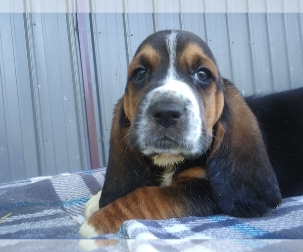 Medium Photo #2 Basset Hound Puppy For Sale in PETERSBURG, IN, USA