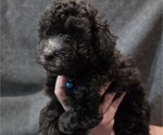Small Photo #33 Whoodle (Miniature) Puppy For Sale in KATY, TX, USA