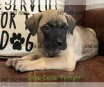 Puppy Olive Collar F Cane Corso