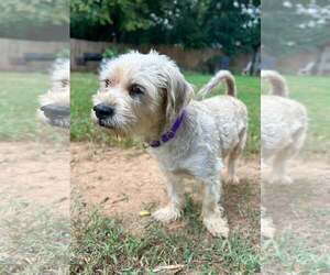 Waffles - Male Mutt Dog for Adoption - Photo #3
