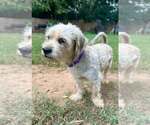 Small #2 Mutt