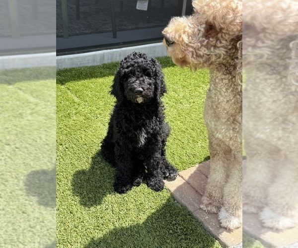 Medium Photo #3 Goldendoodle Puppy For Sale in GIBSONTON, FL, USA