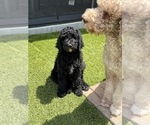 Small #1 Goldendoodle