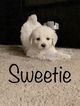 Small Photo #70 Goldendoodle Puppy For Sale in VACAVILLE, CA, USA