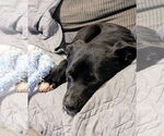 Small #9 Labrador Retriever Mix