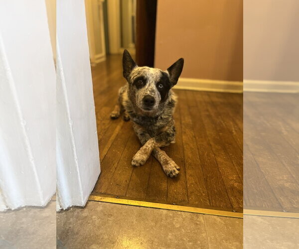 Medium Photo #2 Mutt Puppy For Sale in Oakhurst, NJ, USA