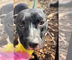Small #5 American Pit Bull Terrier Mix