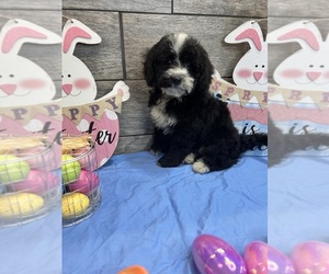 Miniature Bernedoodle Puppy for sale in RICHMOND, IL, USA