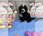 Small Photo #1 Miniature Bernedoodle Puppy For Sale in RICHMOND, IL, USA