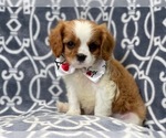 Small Photo #1 Cavalier King Charles Spaniel Puppy For Sale in LAKELAND, FL, USA
