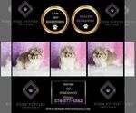 Small Photo #44 Pomeranian Puppy For Sale in WARSAW, IN, USA