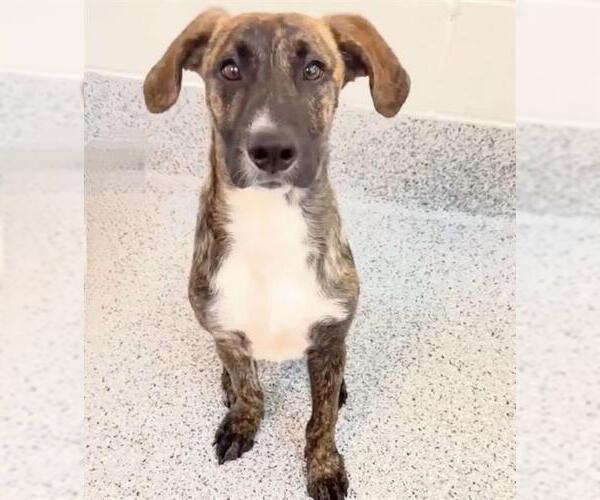 Medium Photo #2 Labrador Retriever-Unknown Mix Puppy For Sale in Houston, TX, USA