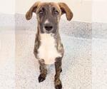 Small #1 Labrador Retriever Mix