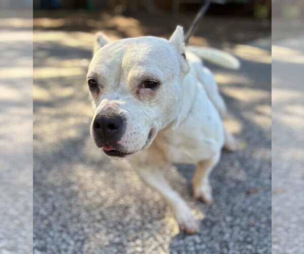 Medium Photo #2 American Bulldog-Unknown Mix Puppy For Sale in Raleigh, NC, USA