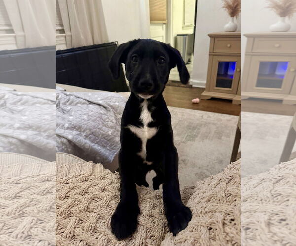 Medium Photo #1 Mutt Puppy For Sale in Cliffwood, NJ, USA