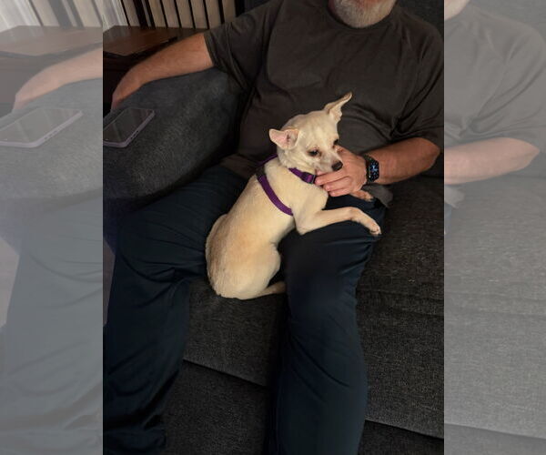Medium Photo #6 Chihuahua Puppy For Sale in Orlando, FL, USA