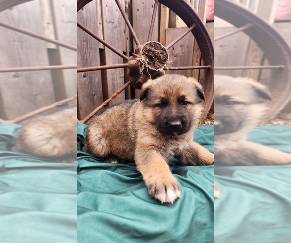 Medium Photo #1 German Shepherd Dog Puppy For Sale in GREENWOOD, WI, USA