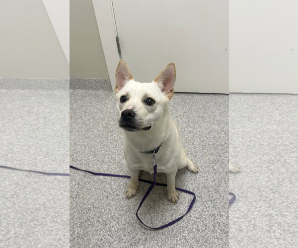 Medium Photo #1 Pomston Puppy For Sale in Lancaster, PA, USA