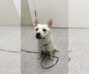 Pomston Dogs for adoption in Lancaster, PA, USA