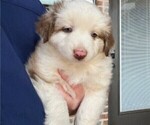 Puppy MAPLE Miniature Australian Shepherd