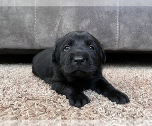 Labrador Retriever Puppy for sale in AUGUSTA, WI, USA