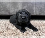 Image preview for Ad Listing. Nickname: Ella